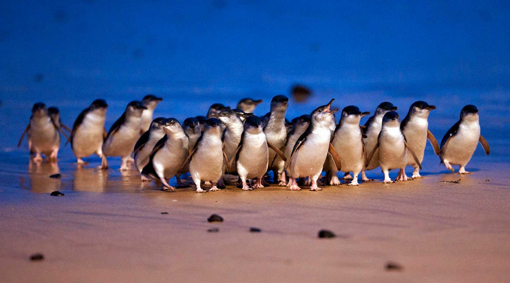 Philips Island Penguin Parade