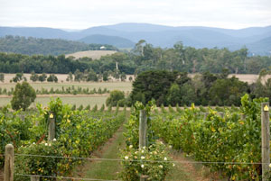 Yarra Vineyards