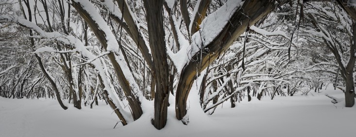mt-buller-10-facts