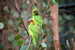 parrot