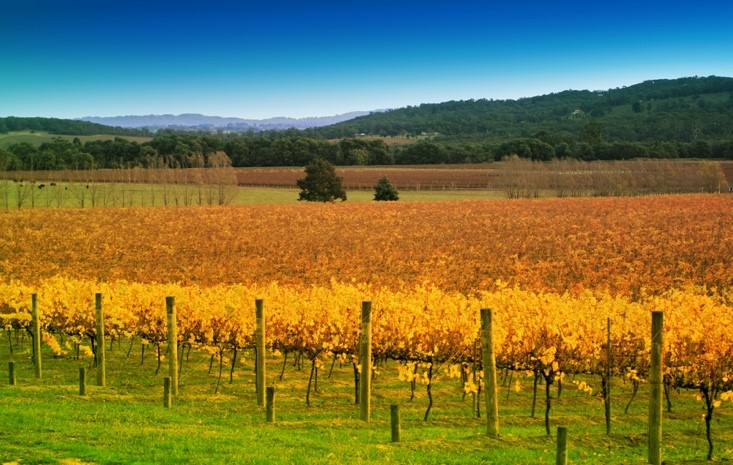 Wine regions in Victoria