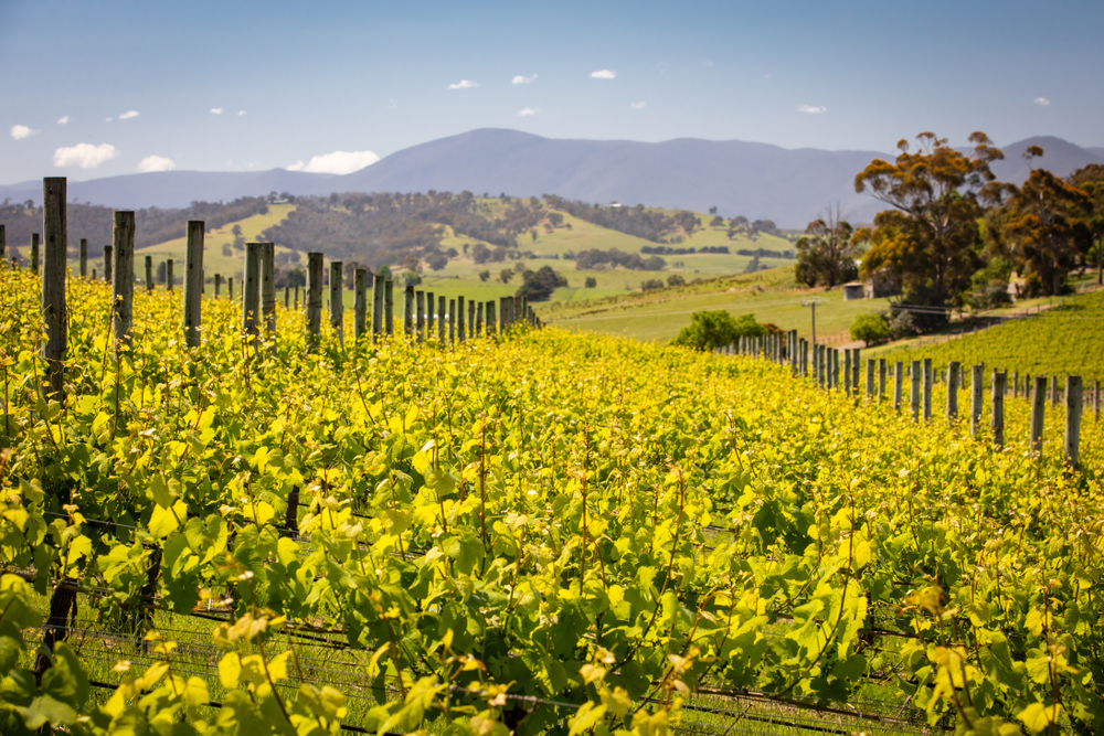 Yarra Valley Vineyards