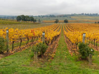 Off the Beaten Vineyard (4 Uncommon Varietals Produced at Melbourne Wineries)
